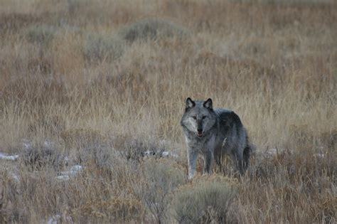 Free Images : prairie, looking, wildlife, wild, fur, wolf, predator ...