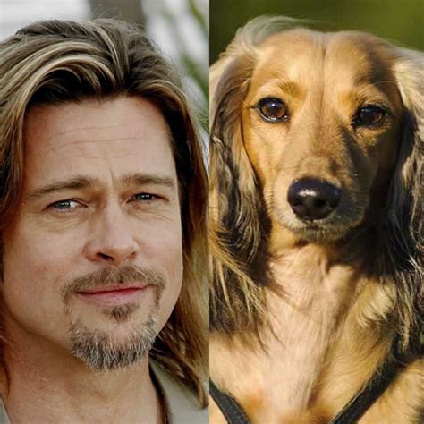 10 Dog Breeds that Look like Celebrities | Breed Info | Mad Paws