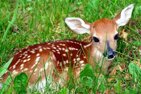 Help! I found a baby deer! - Cedar Run Wildlife Refuge