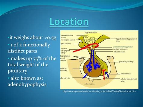 PPT - The Anterior Pituitary Gland: PowerPoint Presentation, free download - ID:6658447