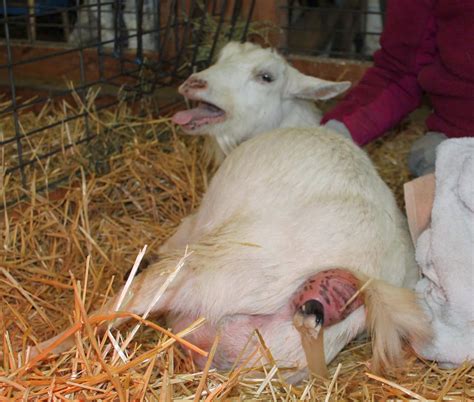 Goat Birthing: A beginner's guide