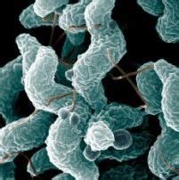 Australia struggles with Campylobacter - Poultry World