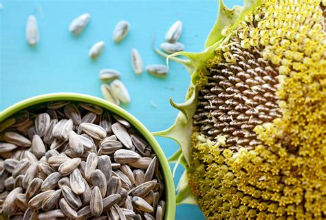 When and How to Harvest Sunflower Seeds for Eating