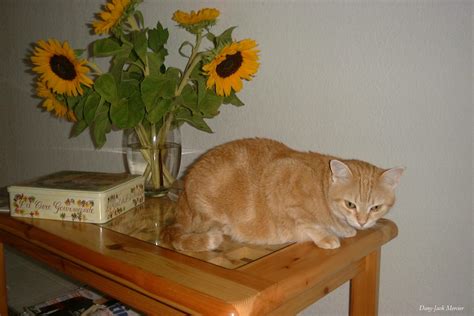 Cat With Sunflowers Free Stock Photo - Public Domain Pictures