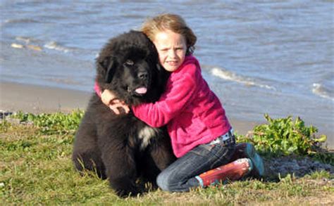 Newfoundland Puppy Breeders - Homepage