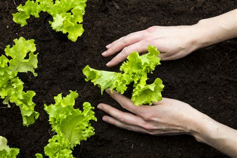 How To Start Planting Lettuce - Hobby Granding