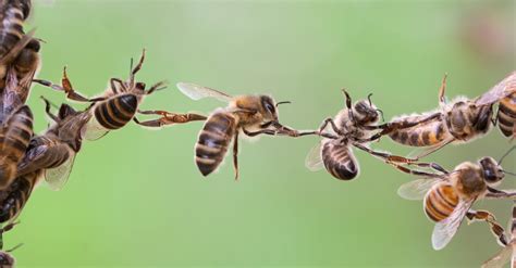 Bees show incredible teamwork in an effort to reclaim their honey