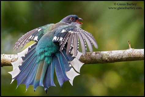 The Cuban trogon or tocororo is endemic to Caribbean island of Cuba ...