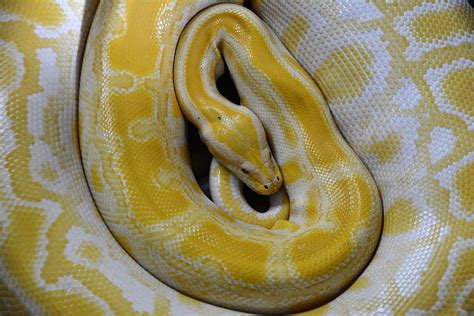 HD wallpaper: yellow and white spotted snake, reptile, non toxic, boa ...