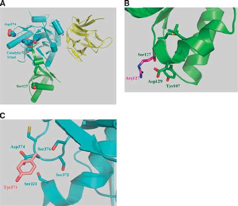 Modeling the effects of Ser127 and Asp374 mutations on PCSK9 structure.... | Download Scientific ...