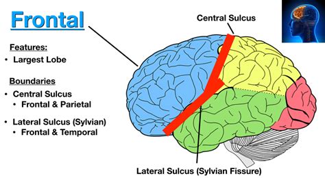 Image: The central sulcus divides the frontal lobe (blue) and parietal lobe (yellow). The ...