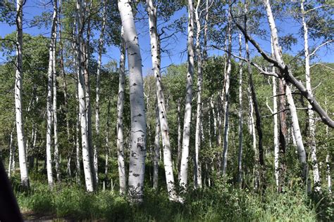 Forest Of Birch Trees Free Stock Photo - Public Domain Pictures