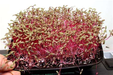 Growing Amaranth Microgreens – An Easy Alternative Method - Home Microgreens