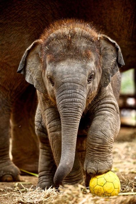 Six Facts About Baby Elephants + Adorable Photos That Will Instantly ...