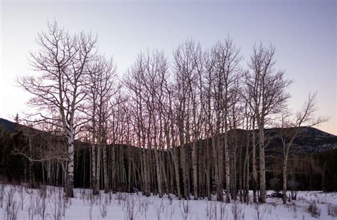 A Grove of Aspen Trees in Winter Snow Stock Photo - Image of outdoor ...