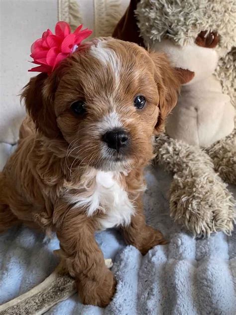 Tiger Lilly - Teacup Cavapoo Girl - Cavapoo puppies for sale