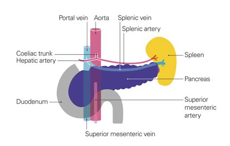 Pancreas Diagram With Parts