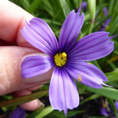 Blue Eyed Grass Shallow Water Plant - Chalily Ponds & Gardens