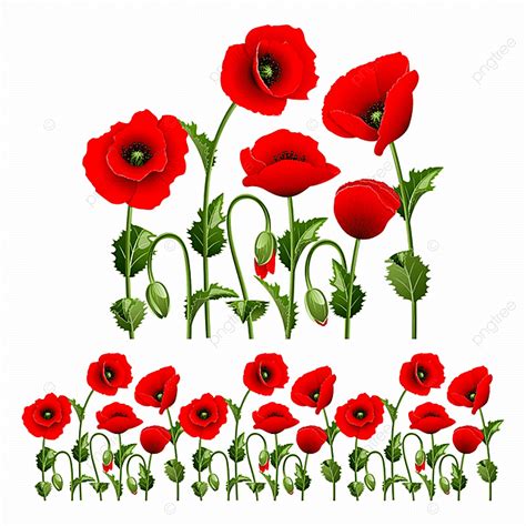 Border From Red Poppies, Frame, Scaled, Nobody PNG and Vector with Transparent Background for ...