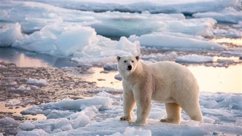 The Arctic Ocean was warming decades earlier than previously thought ...