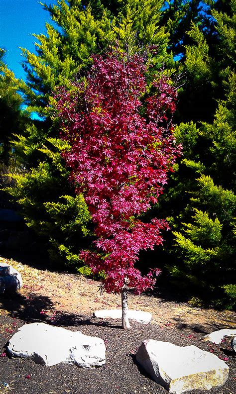 Twomblys Red Sentinel Japanese Maple Trees For Sale | The Tree Center