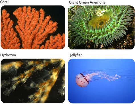 11.5: Cnidarians - Biology LibreTexts