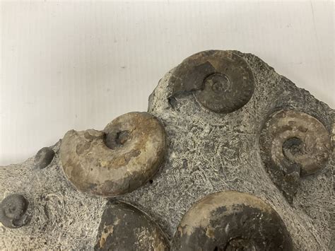 Ammonite multi-block fossil, comprising Dactylioceras and Eleganticeras, age; Jurassic period ...