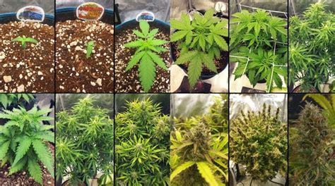 Growing Autoflowering Cannabis Seeds: Guide - GG4 Weed Delivery Toronto ...