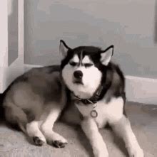 Angry Puppy Gif