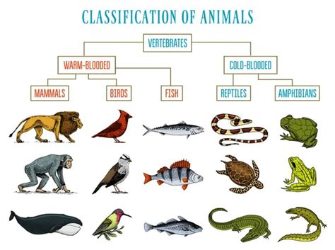 Classification of Animals. Reptiles amphibians mammals birds. Crocodile ...