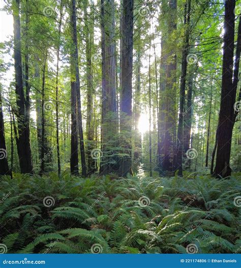 Sunlight, Redwood Forest and Ferns in California Stock Photo - Image of ...