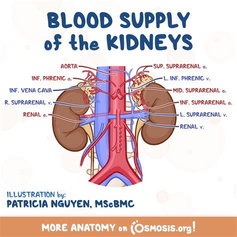 Osmosis from Elsevier on Twitter: "The main job of the kidneys is to filter the waste products ...