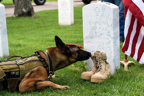 MARSOC honors fallen Marine dog handler