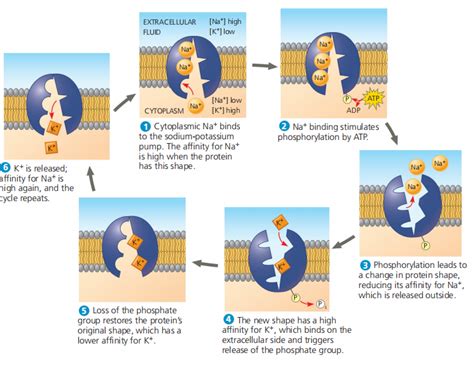 [Solved] Determine the correct order of the steps of the sodium potassium... | Course Hero