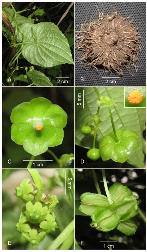 Dioscorea magnibracteata: A. Vine with staminate flowers and leaf... | Download Scientific Diagram