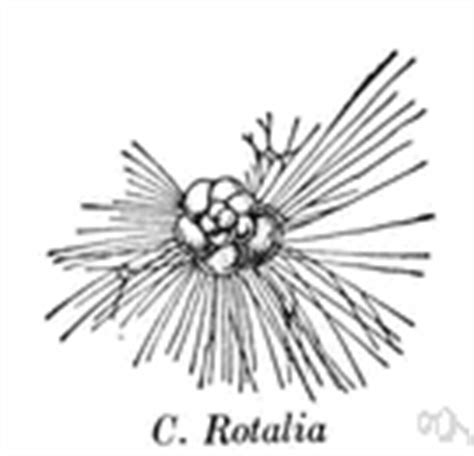 Sarcodina - definition of Sarcodina by The Free Dictionary