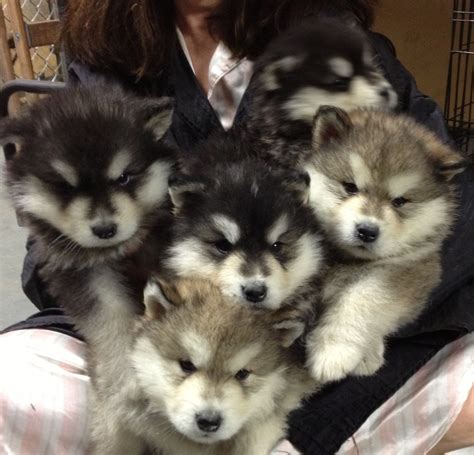 Alaskan Malamute Puppies for Sale, Alaskan Malamutes, Alaskan Malamute ...