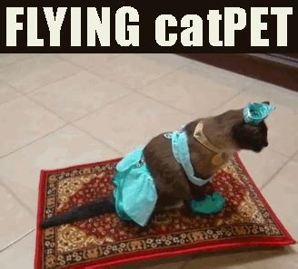 cat, funny cat meme, irobot, flying carpet, cat on roomba, catpet ...