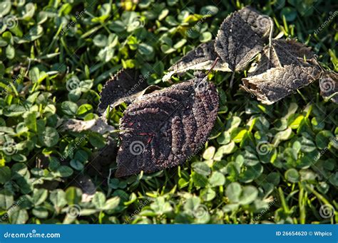 Dew and frost stock photo. Image of fall, outdoors, clover - 26654620