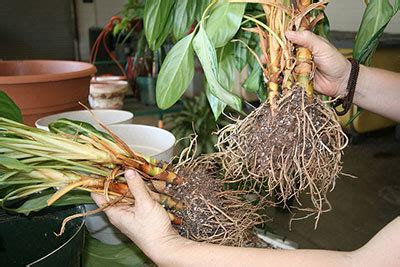 Creating New Plants: Propagation - Gardening Solutions - University of Florida, Institute of ...