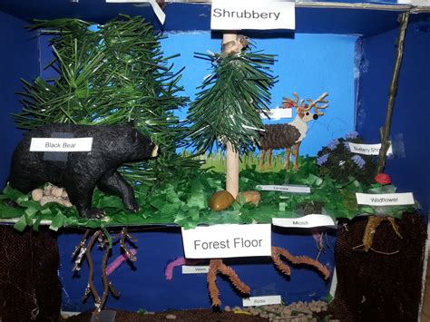 a faithful attempt: Science Habitat Dioramas