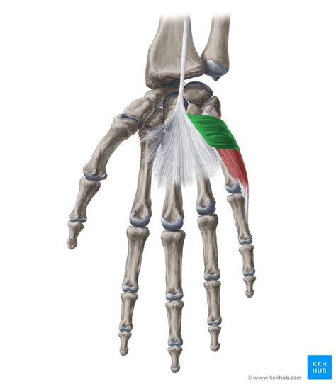 Palmaris brevis: Attachments, innervation and function | Kenhub