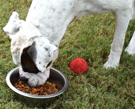 New Dog & DIY Dog First Aid Kit | The TipToe Fairy