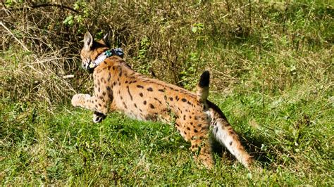 Iberian Lynx Cubs | Europe's New Wild | THIRTEEN - New York Public Media