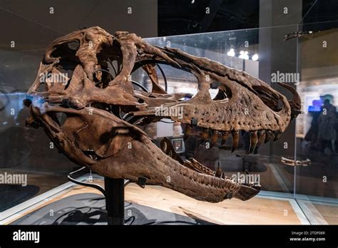 Dinosaur exhibits, Royal Tyrrell Museum, Drumheller, Alberta, Canada ...