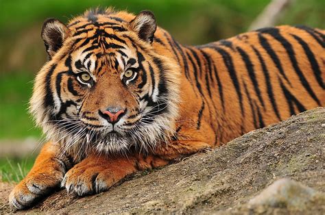 Why Is the Sumatran Tiger on the Brink of Extinction? - WorldAtlas