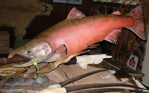 Anatomy of a Skin Mount Chinook Salmon (Pics)!!!!! | IFish Fishing Forum