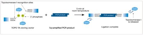 The Technology Behind TOPO Cloning | Thermo Fisher Scientific - CA