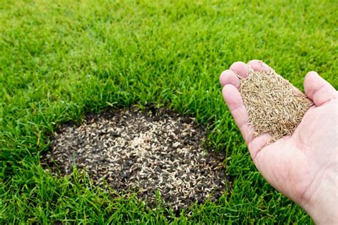 Overseeding Bermuda Grass: Guide & Expert Tips - Best Garden Tips