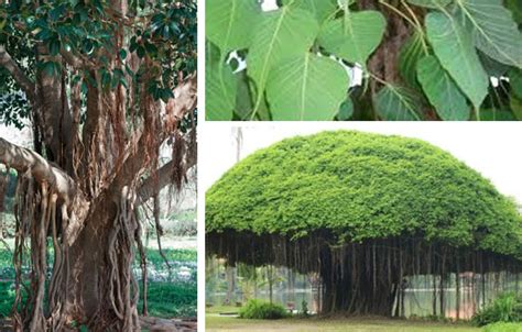 Banyan Tree is the National tree of India